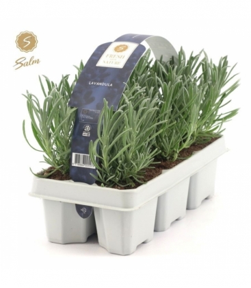 Lavandula