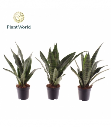 Sansevieria