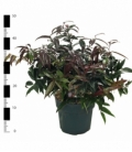 Leucothoe