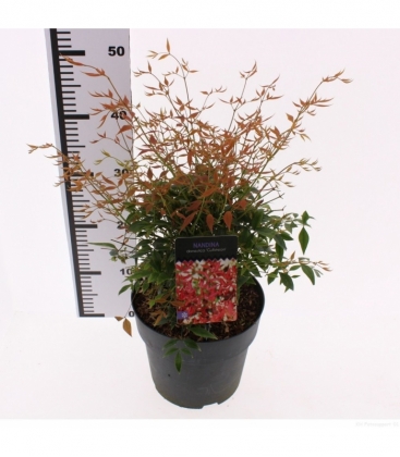 Nandina