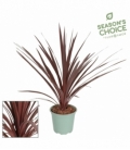 Cordyline