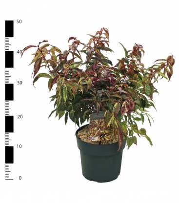 Leucothoe
