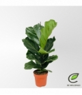 Ficus