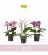 Phalaenopsis