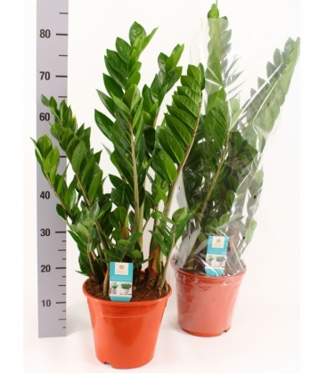 Zamioculcas