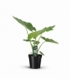 Alocasia