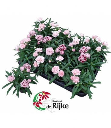Dianthus