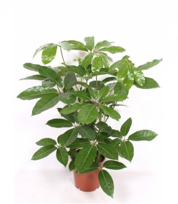 Schefflera