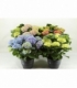Hydrangea