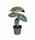 Alocasia