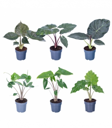 Alocasia