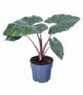 Alocasia