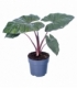 Alocasia
