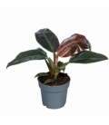 Philodendron