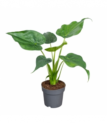 Alocasia
