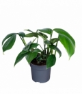 Philodendron