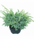 Juniperus