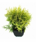 Thuja