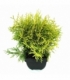 Thuja