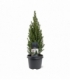 Picea