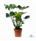 Monstera