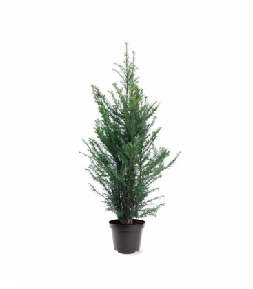 Taxus