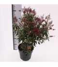Pieris