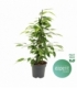 Ficus