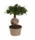 Ficus