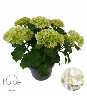 Hydrangea