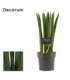 Sansevieria