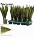 Sansevieria