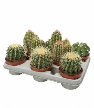 Cactus