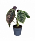 Alocasia