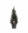 Picea