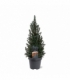 Picea
