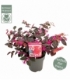 Loropetalum
