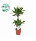 Dracaena