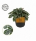 Peperomia