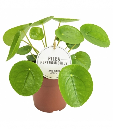 Pilea