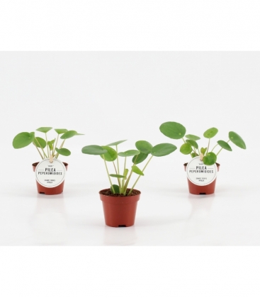 Pilea