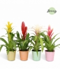 Bromelia