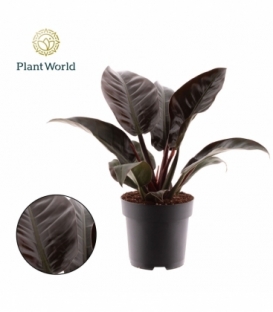 Philodendron