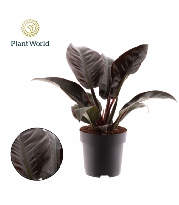 Philodendron