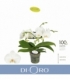 Phalaenopsis