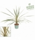 Cordyline