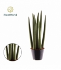 Sansevieria