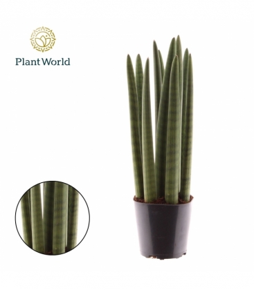 Sansevieria