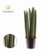 Sansevieria