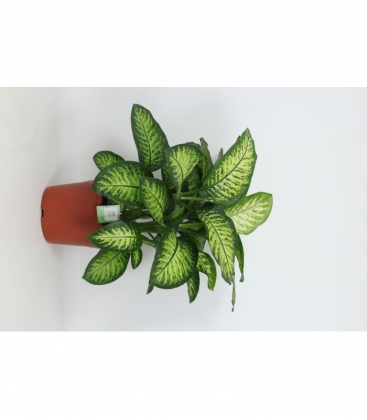 Dieffenbachia